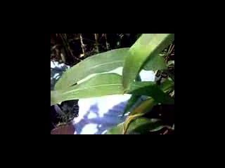 Maid Groupfucked In Farm