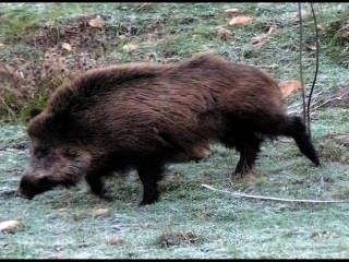 Wild Boar Sounds