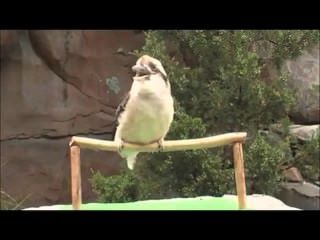 Look How Bird Sings